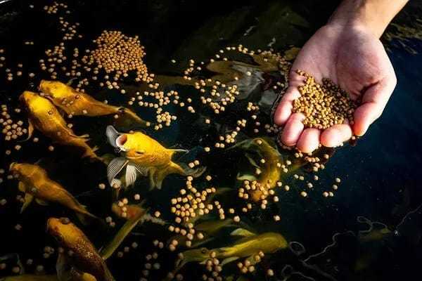 Aquarium%20Fish%20Food%20High%20Protein%20100g%20-%20Image%205