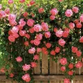 LOCAL READY STOCK-200 PCS Mixed Climbing Rose Seeds Red Pink Yellow Flower Seed Perennial Flower Garden Decor Home Plant (plant Flower Seeds Vegetable Indoor Plants Benih Bunga Benih Sayur Sayuran Live Plants Bonsai Tree Gardening). 