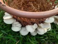 Mushroom Oyster Seeds Hathu Beeja Home Garden Agriculture. 