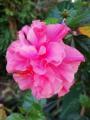 Hibiscus Flower Plant. 