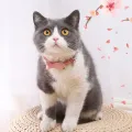 Pet Accessories Decorative Cat Fish Collar Adjustable Soft Cat Fish Necklace Cartoon Pet Striped Collar Birthday Party. 