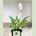 Peace Lilies - Live Plant, Indoor Plant. 