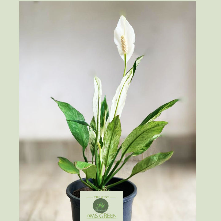 Peace%20Lilies%20-%20Live%20Plant,%20Indoor%20Plant%20-%20Image%208