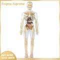 Enigma- Human Body Structure Toys Interactive Human Body Model Set for Kids Educational Science Lab Toy for Learning about Human Anatomy Biology Detachable Parts for Hands-on Exploration Perfect for Curious. 