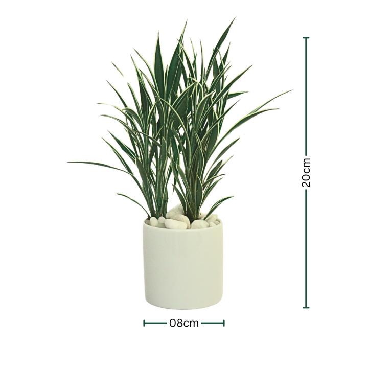 CERES%20plant%20with%20Ceramic%20Pot%20-%20Indoor%20Plant%20D%C3%A9cor%20%7C%20Fast%20Shipping%20-%20Image%202