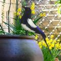 Magpie Simulation Bird Realistic Lifelike Artificial Bird Figurine Statue For Outdoor Lawn Photography Prop Garden Art. 