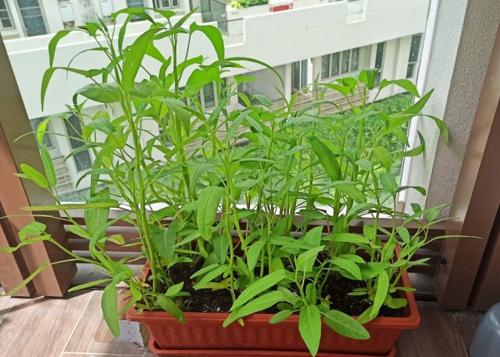 Kang%20Kung%20Seeds%20Gardening%20Agriculture%20Home%20CS%20Agro%20seed%20kankun%20beeja%20-%20Image%203