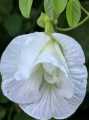 Nil katarolu visesha / Blue clitoria special flower seeds. 