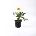 Gazania Flower Plants,Treasure Flower. 