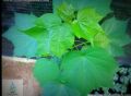 Kapu Pulun(Cotton) Ayurvedic Plant Seeds For Home Garden. 