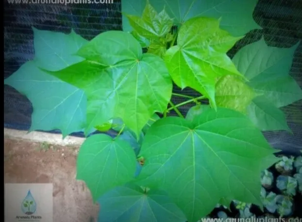 Kapu%20Pulun(Cotton)%20Ayurvedic%20Plant%20Seeds%20For%20Home%20Garden%20-%20Image%205