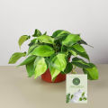 Live Money Plant - Heart Leaf with Black pot. 