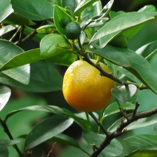 narang%20plant/nas%20narang/fruit%20plant%20-%20Image%202