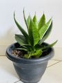 Indoor House Plant. 