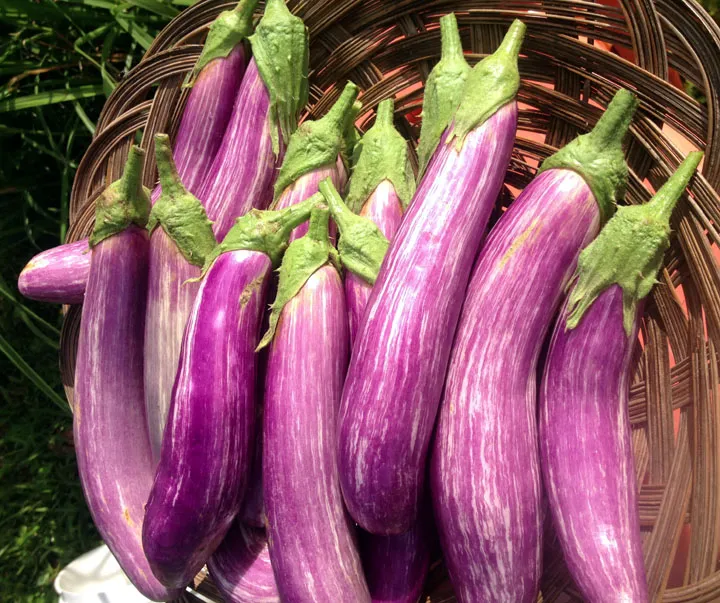 Brinjal%20Lena%20Iri%20Seeds%20Seeds/%20Lena%20Iri%20Seeds/Batu/vegetable%20Seeds/Home%20Gardening%20-%20Image%202