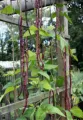 Red Long Beans/Rathu Me Karal Seeds. 