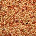 Kollu Seeds 500g Horse Gram. 