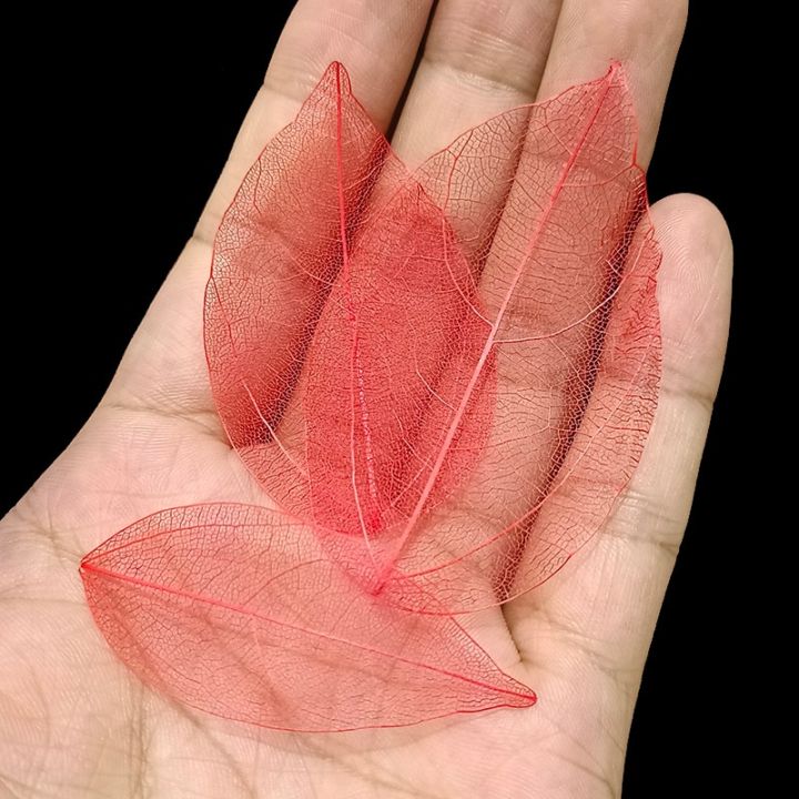 40pcs%20/Bag%20Multi-Color%20Natural%20Skeleton%20Leaf%20Dry%20Leaves%20Scrapbooking%20DIY%20Material%20Natural%20Magnolia%20Leaf%20Vein%20Student%20bookmark%20-%20Image%203