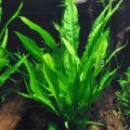 Java Fern/Large size/Aquarium live plants/Aqua scaping/Live plants. 