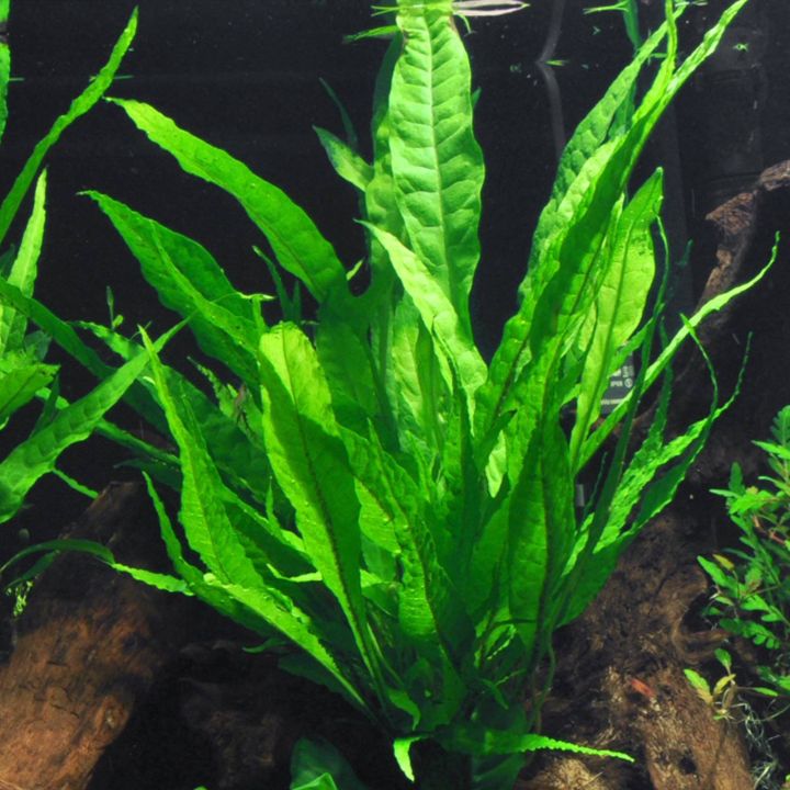 Java%20Fern/Large%20size/Aquarium%20live%20plants/Aqua%20scaping/Live%20plants%20-%20Image%204