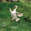 30*45cm Goose Acrylic Garden Stake Cute Goose Statue Garden Ornaments Lawn Potted Plant Decoration Flower Pot Embellishment. 
