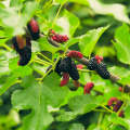 malberry plant/malberry/fruit plant/plants. 