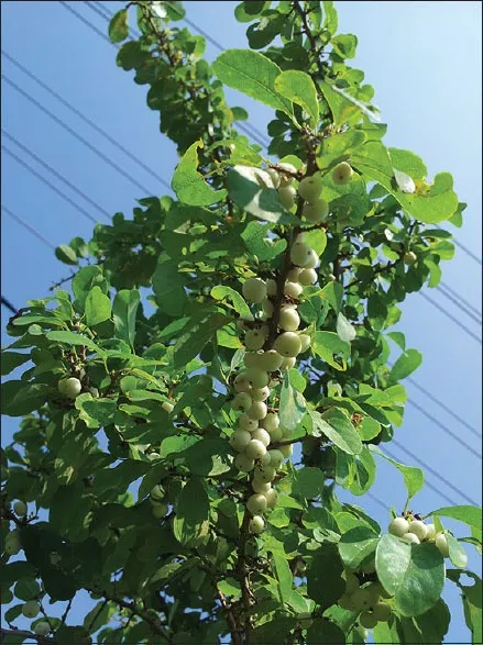 Katupila%2025g%20-%20Image%204