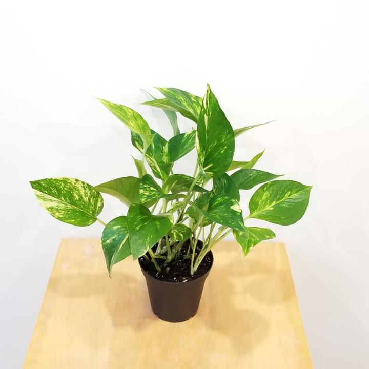 Money%20Plant%20(%20Epipremnum%20Aureum%20Plant%20)%20-%20Image%202
