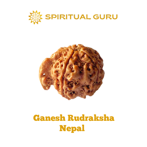 Ganesh Rudra Roop Ganesh Rudraksha (Nepal) — Premium Authentic Ganesh Rudraksha Obstacle ...