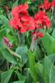 Canna Lily Plant tuber one pcs (කැනාස් මල් පැල අල). 