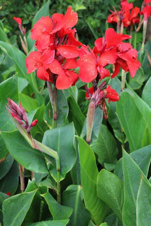 Canna%20Lily%20Plant%20tuber%20one%20pcs%20(%E0%B6%9A%E0%B7%90%E0%B6%B1%E0%B7%8F%E0%B7%83%E0%B7%8A%20%E0%B6%B8%E0%B6%BD%E0%B7%8A%20%E0%B6%B4%E0%B7%90%E0%B6%BD%20%E0%B6%85%E0%B6%BD)%20-%20Image%203