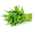 Kangkong Water Spinach 10g Seeds Gardening Agriculture Home CS Agro High Quality seed. 