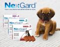 NEXGARD Dog Chews Chewable 68mg (1 Tablet) for Large Dogs 10-25 Kg Kills Prevent Ticks Fleas Nits Worms Pesticide Afoxolaner. 