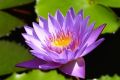 Nil Manel Flower Plant, Water Lily Plants. 