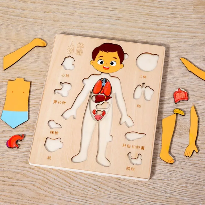 Kids Human Learning Toy Multi-Layer Wooden Human Body Puzzle Activities ...