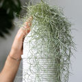 Air Plant- Spanish Moss -Tillandsia Usneoides Aka. 
