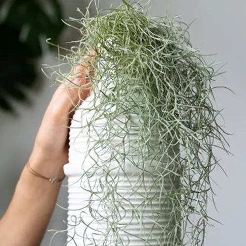 Air%20Plant-%20Spanish%20Moss%20-Tillandsia%20Usneoides%20Aka%20-%20Image%208