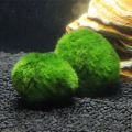 2-3cm Marimo Moss Balls Live Aquarium Plant Algae Fish Shrimp Tank Ornament. 