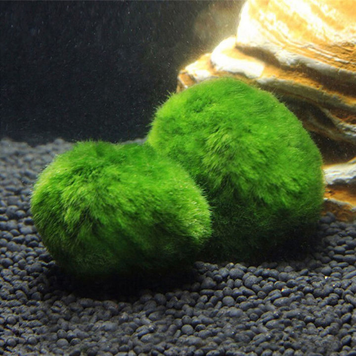 2-3cm%20Marimo%20Moss%20Balls%20Live%20Aquarium%20Plant%20Algae%20Fish%20Shrimp%20Tank%20Ornament%20-%20Image%203