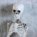 Skull Halloween Skeleton Full Body Realistic Decorations Faux Human Skeleton for Home. 