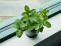 Mint plants | Small Size. 