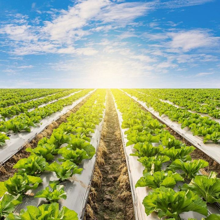 Agriculture%20Weed%20Control%20Mulching%20Sheet%20400m%20X%201.2m%20Bocking%20Sunlight%20and%20Preventing%20Weed%20Seeds%20from%20Germinating%20-%20Image%206