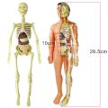 3D Human Body Anatomy Model Plastic DIY Skeleton Science Aids s. 