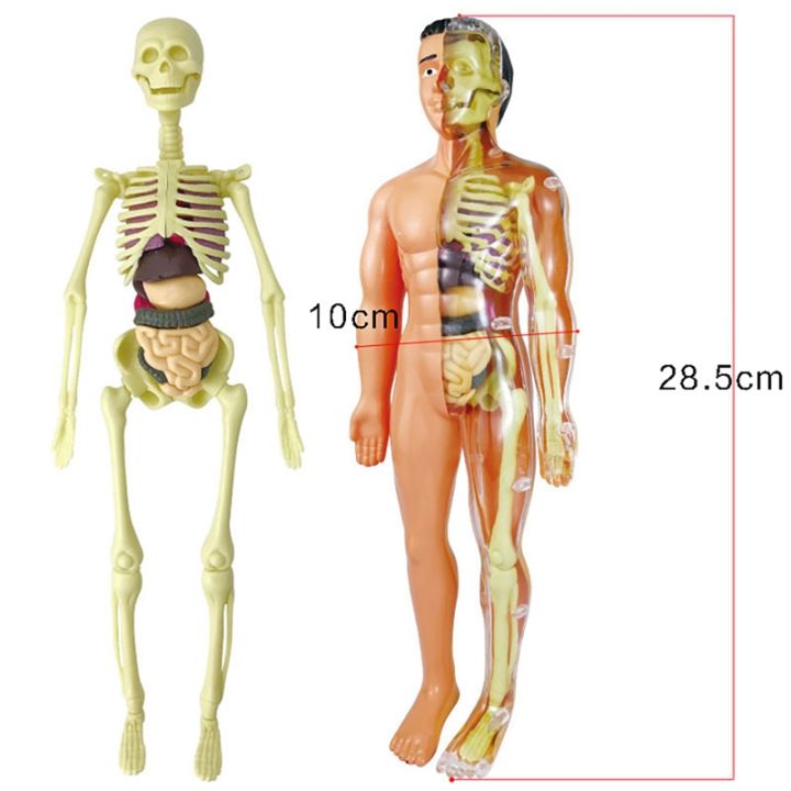 3D%20Human%20Body%20Anatomy%20Model%20Plastic%20DIY%20Skeleton%20Science%20Aids%20s%20-%20Image%207