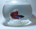 Small glass fish bowl 750ml(betta fish bowl). 