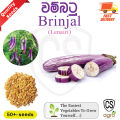 Brinjal Lena Iri Seeds Prima Gardening Agriculcure Home. 