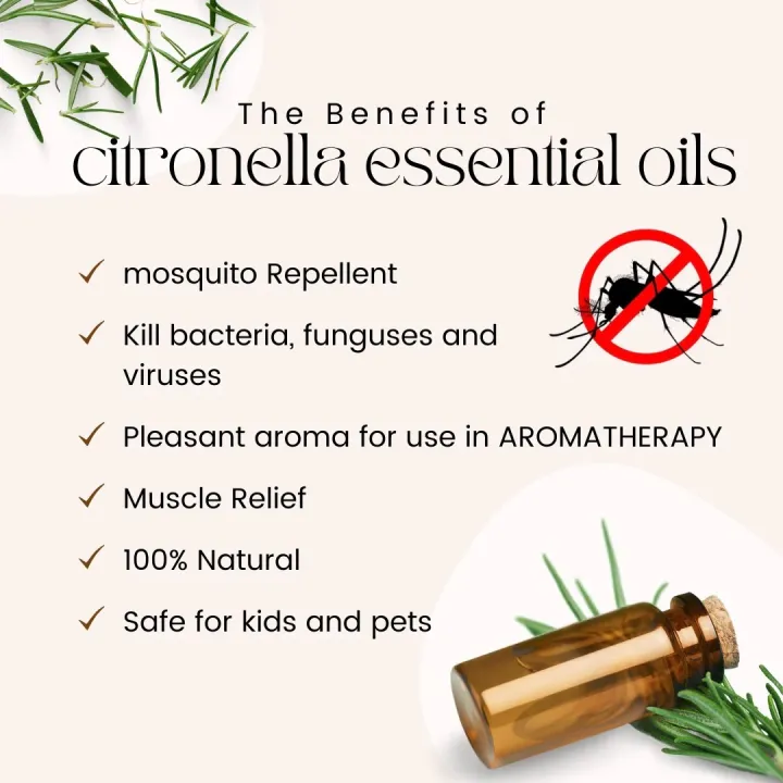 Citronella%20Oil,%20Pangiri%20Thel%2028ml%20use%20as%20an%20antiseptic,%20bactericidal,%20deodorant%20and%20an%20insect%20repellent%20specially%20for%20mosquito,%20%E0%B6%B4%E0%B7%90%E0%B6%9F%E0%B7%92%E0%B6%BB%E0%B7%92%20%E0%B6%AD%E0%B7%99%E0%B6%BD%E0%B7%8A%20-%20Image%206