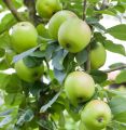 apple masan plant/apple plant/masan plant. 