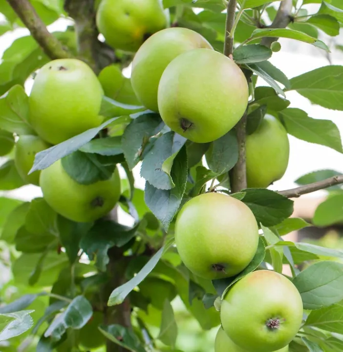 apple%20masan%20plant/apple%20plant/masan%20plant%20-%20Image%202
