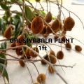 Gal Siyambala (ගල් සියඹලා) Velvet Tamarind plant. 